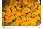 Flower Sponsorship